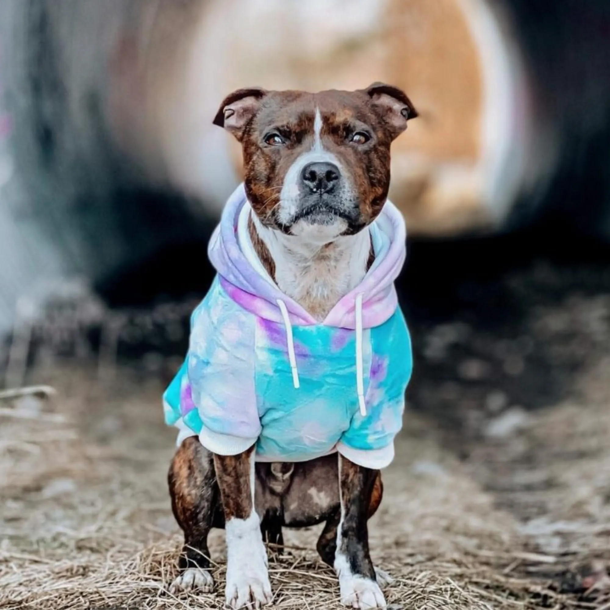 Velvet Dog Hoodie - 90s Retro